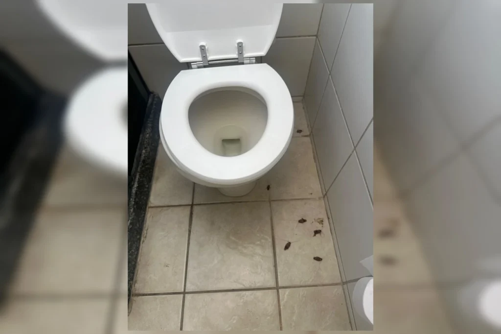 Brasiliense se desespera com “invasão de baratas” em resort de luxo