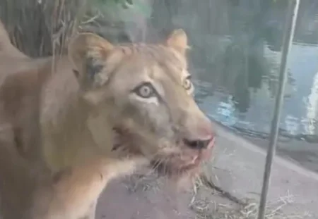 Tragédia no zoo: leoa atacou e matou homem em poucos segundos.Vejavídeo Tragédia no zoo: leoa atacou e matou homem em poucos segundos.Vejavídeo