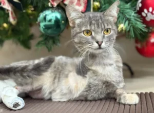 Gatinha Luma passa por quatro cirurgias e voluntários pedem ajuda