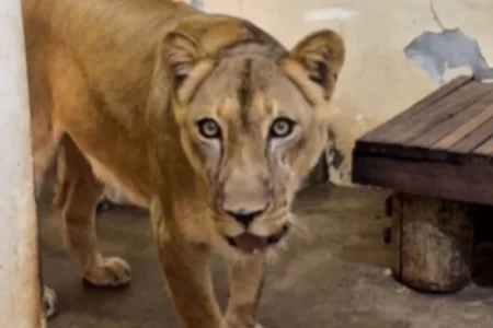 Leoa que matou jovem em zoo na Paraíba já tem data para voltar à jaula.Vídeo