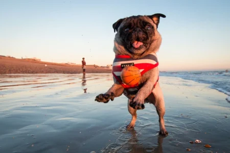 Pets na praia: como garantir um verão seguro e confortável