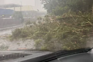 Tempestade derruba árvore e interdita avenida na Grande São Paulo