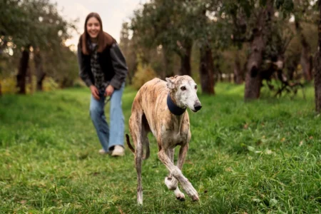 Descubra agora os 5 cães mais rápidos do mundo com velocidades incríveis