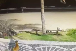 identificando assassinos de cachorro: gravação choca Praia Brava