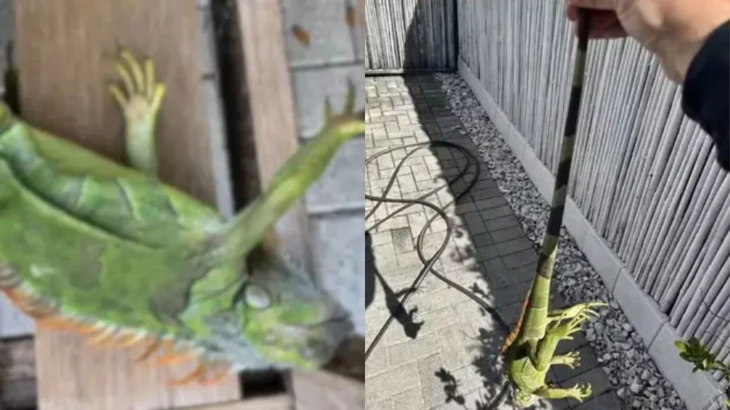 Iguana em pizza agora na Flórida Bucks Coal Fired hoje causa polêmica Iguana em pizza agora na Flórida Bucks Coal Fired hoje causa polêmica
