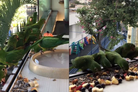Ceci das Aves transforma janela em restaurante hoje e alimenta dezenas de maritacas diariamente com banquete de frutas e sementes