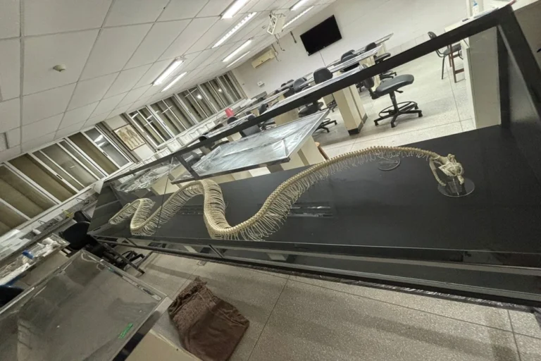 Museu de Biologia UnB lança exposição gratuita sobre serpentes hoje