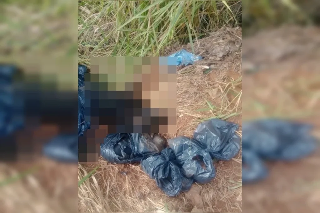 PCDF investiga estelionato em descarte de 6 cães mortos na mata hoje